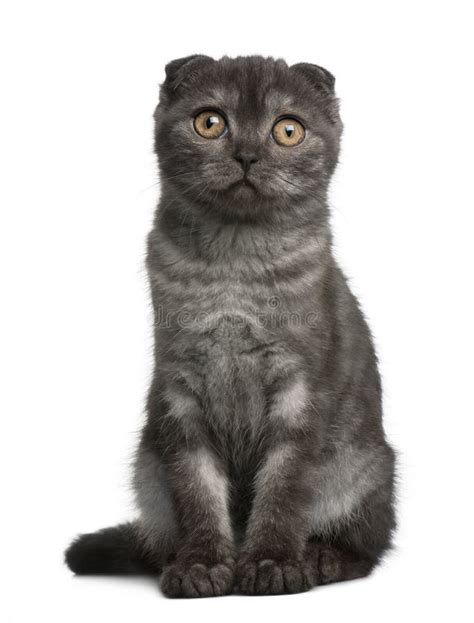Scottish Fold Kitten 3 Months Old Sitting Stock Image Image Of