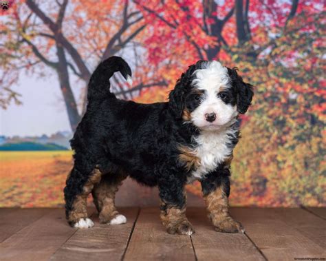 Timmy Mini Bernedoodle Puppy For Sale In Indiana