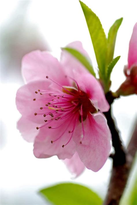 Flower Pictures Bing Images Flowers Pinterest Cherry Blossoms