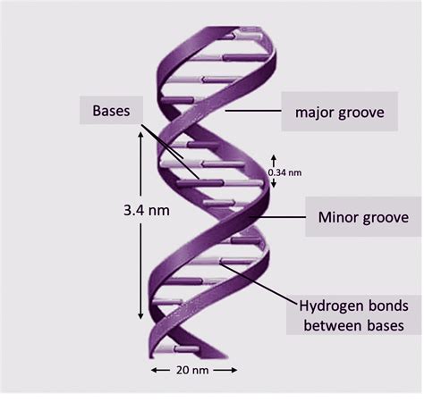Given The Figure Represents The Dna Double Helix Model