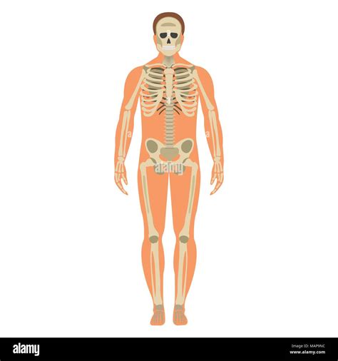 Esqueleto Cuerpo Wuth Icono Esqueleto Humano Silueta Lateral Delantero