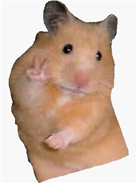 Hamster Meme Png Transparent Sticker Maker Hamsters Memes Make The Best Porn Website