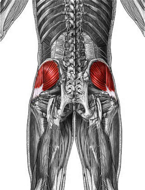 How And Why Train Gluteus Medius Fitness Tips And