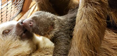 Infant Sloth Born At Zoo Atlanta Zoo Atlanta