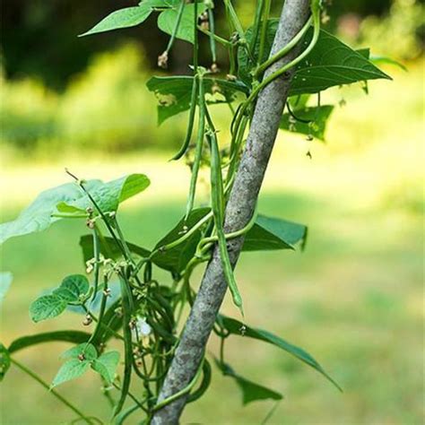 Fortex Pole Bean 30 Seeds — American Seed Store