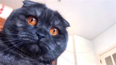 Black Scottish Fold Amazingly Beautiful Cat Youtube