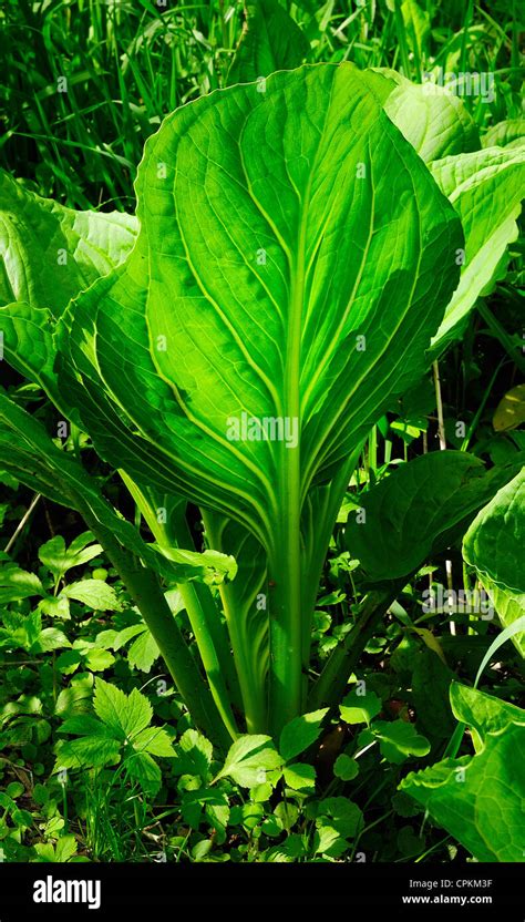 Eastern Skunk Cabbage, Clumpfoot Cabbage, Foetid Pothos, Meadow Cabbage