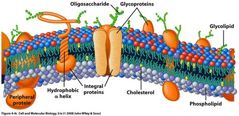 Cell Membrane Diagram Labeled