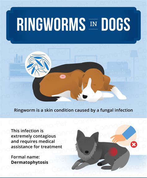 What Does Ringworm On A Dog Look Like