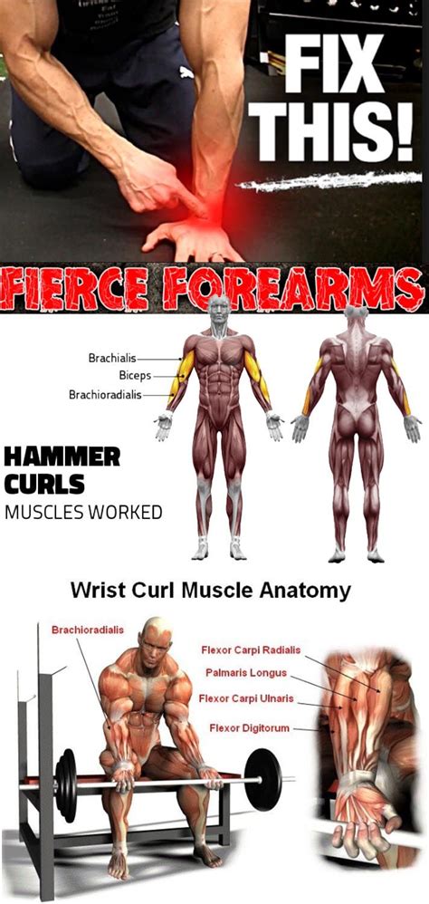 49 How To Train Forearms At Home For Workout At Gym Fitness And Gym