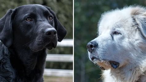 Black Lab And Great Pyrenees Mix The Bear Retriever