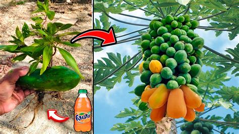How To Graft Papaya Tree It Home Guides Youtube