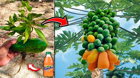 How To Graft Papaya Tree It Home Guides YouTube