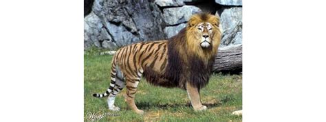 Liger Hybrid Big Cats Our Planet 18 Facts About Ligers The Largest Hybrid Cat In The World