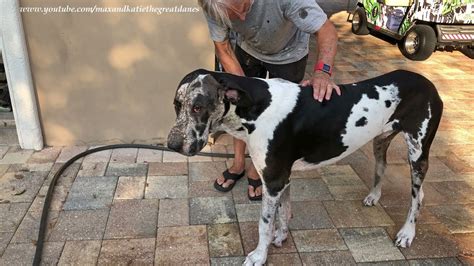 Muddy Great Dane Gets A Bath And Loves To Give Kisses Youtube
