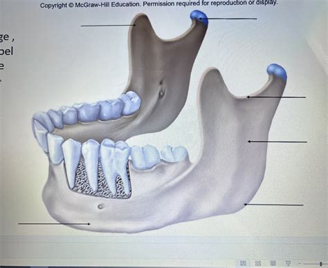 Mandible Diagram Quizlet