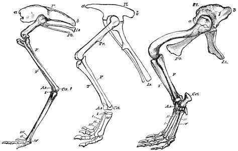 Human anatomy diagrams show internal. Bird Leg Skeleton