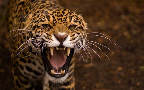 Brown And Black Leopard Animals Teeth Jaguar Jaguars Hd Wallpaper