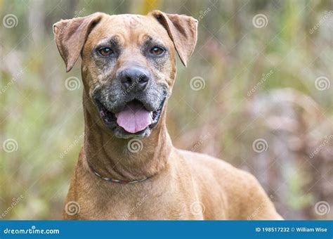 Rhodesian Ridgeback Boxer Mix Puppies