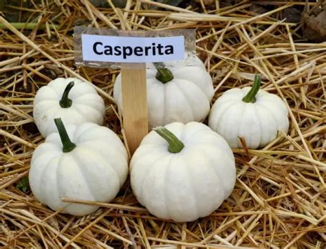 How And When To Harvest Casperita Pumpkins The Garden Style