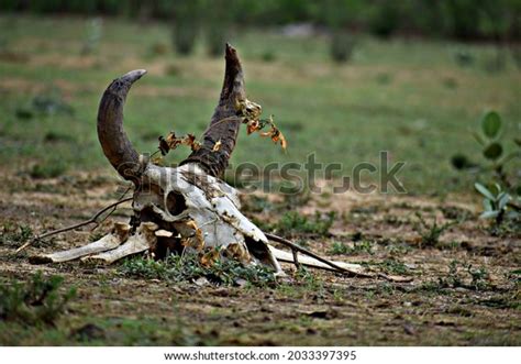 38380 Animal Dead Eat Images Stock Photos 3d Objects And Vectors