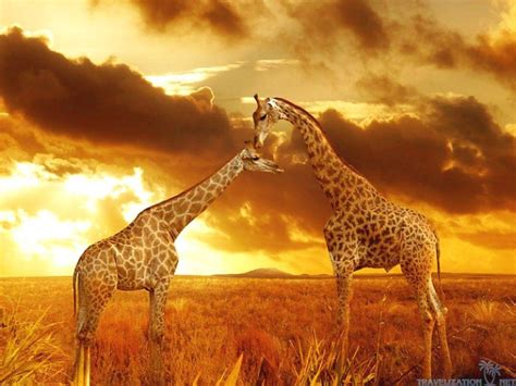 Safari Wallpapers Top Free Safari Backgrounds Wallpaperaccess