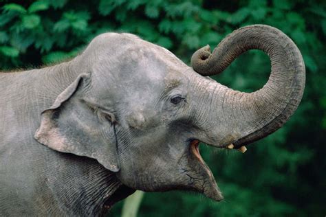 Elephants Trunk May Be One Of Most Sensitive Body Parts Of Any Animal