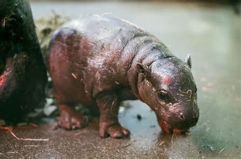 Nace Cría De Hipopótamo Pigmeo Al Borde De La Extinción Zoológico Se