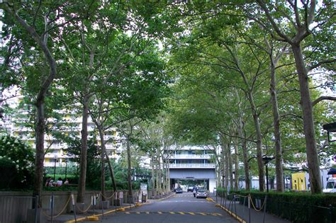 What Are The 10 Most Common Street Trees In New York City Smart