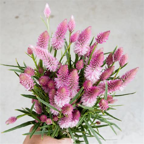 Celosia Flamingo Feather Seeds Nz Emerden