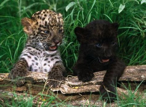 Panther Cub Black Panther Cub Panther Cub Cub Leopard Panther Black