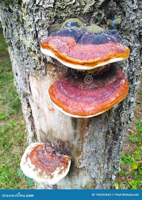 Tree Fungus Three Fungi Growing On The Surface Of A Tree Stock Image