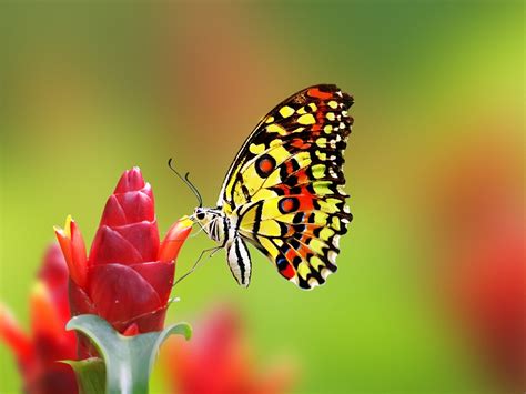 Types Of Butterflies Names 25 Most Colorful Butterfly Species Pictures