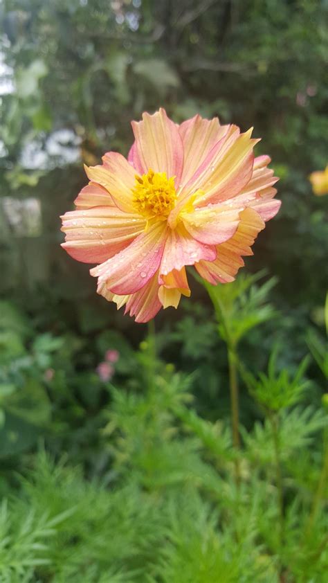 Cosmos Hybrid In The Annuals Forum