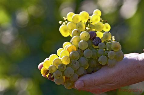 The Most Popular Wine Grapes In The Us Chardonnay And