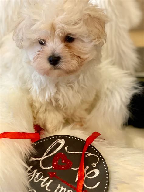 We provide best and beautiful maltese puppies and dogs for sale near your place. Maltese Puppies for Sale - Micro premium pups llc in 2020 ...