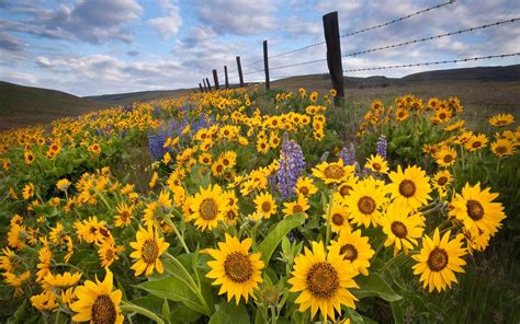 Download Sunflower Field And Lavender Wallpaper