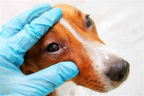 Can Dogs Get Pink Eye 10 Lurking Causes Of Conjunctivitis Revealed