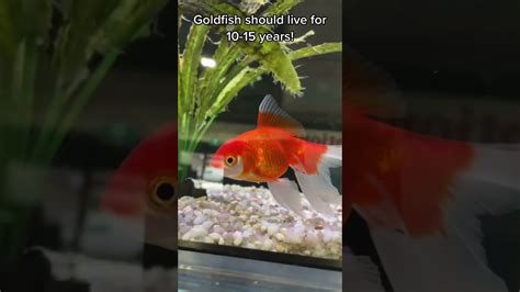 How To Keep Goldfish Alive For 10 Years Shorts Youtube