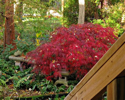 How to care autumn moon japanese maple? Learn About Japanese Weeping Maples - How To Grow A ...