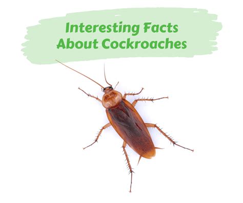 Interesting Facts About Cockroaches Maggies Farm Ltd