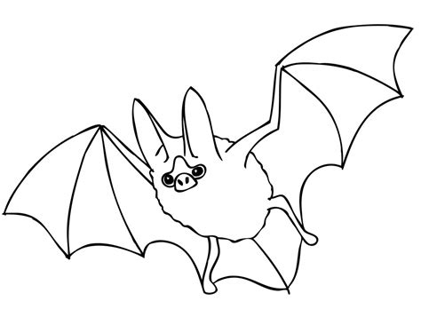 Bat Animal Coloring Page Coloring Pages