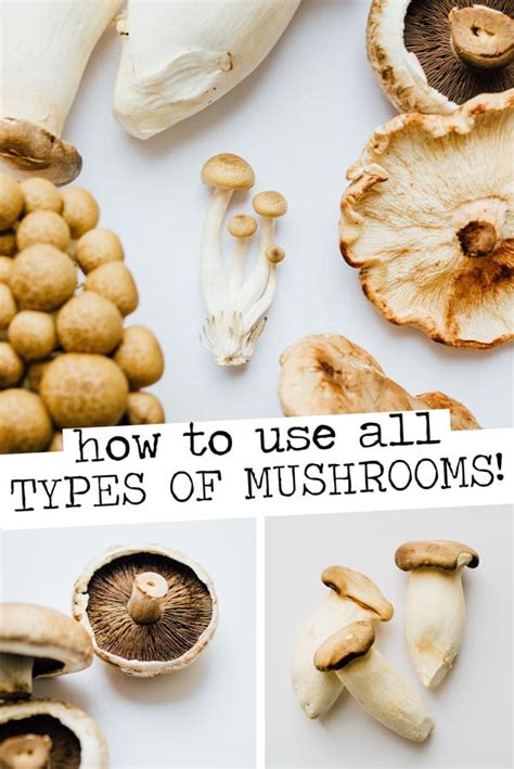 Types Of Mushrooms Pinterest Live Eat Learn