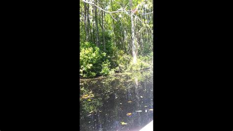 Okefenokee Swamp Park Boat Tour Youtube