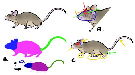 Comment Dessiner Une Petite Souris étape Par étape Cest Facile Il