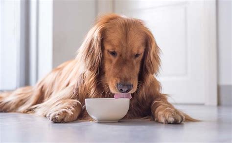 These are some types of best wet puppy food. What is the Best Wet Dog Food To Mix With Dry? - Spencer Quinn
