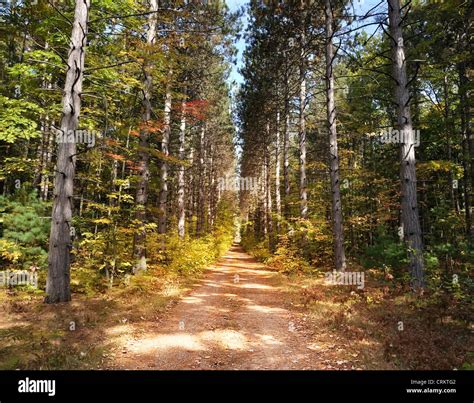 Path Through Tall Pine Trees Forest Stock Photo Alamy