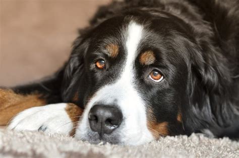 All About Bernese Mountain Dogs Temperament Cost And More