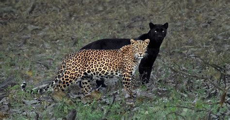 Rare Black Panther Shadows His Leopard Mate In Incredible