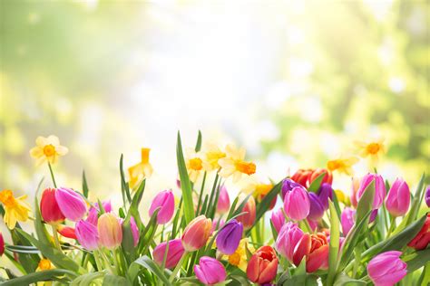 Spring in full bloom in at Chilliwack Tulip Festival - NEWS 1130